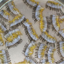 Crypto in hair transplantation